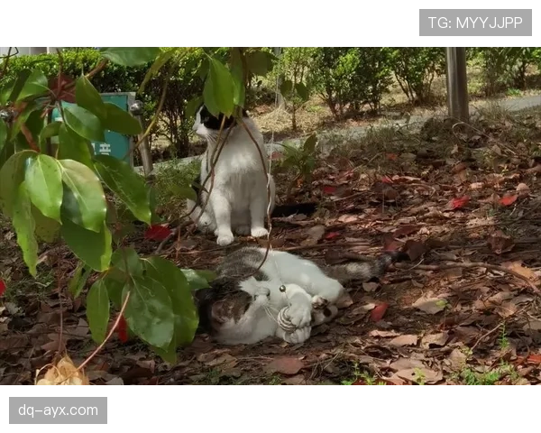 庞伟这日常比赛场还拼？听说他早晨跑步时候连楼下猫都懒得理他了